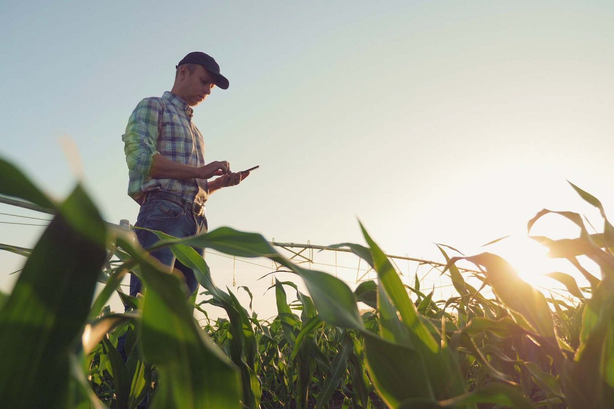 Farmer using tablet in field