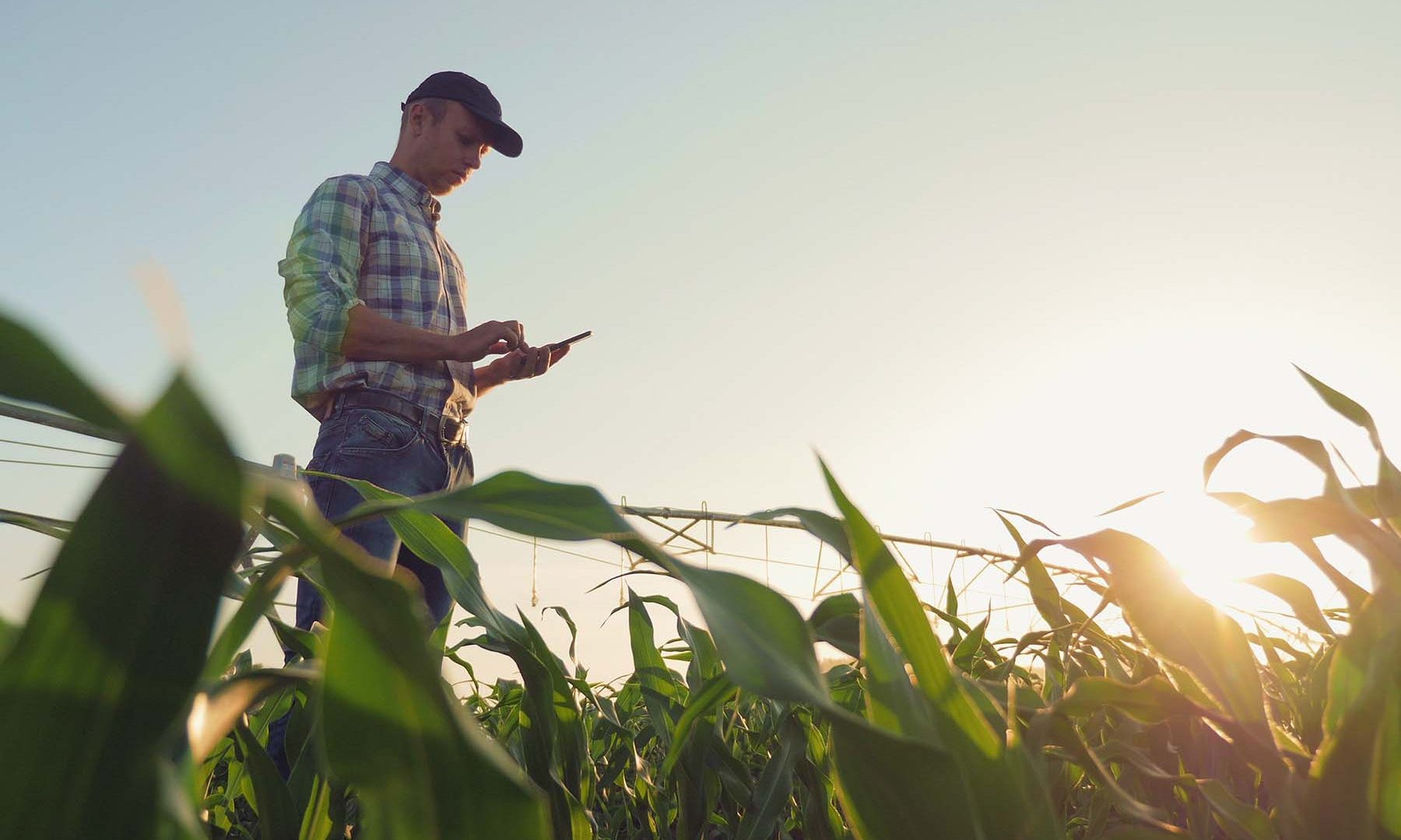 Farmer using tablet in field